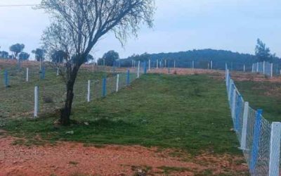 Çim Çit ile Mahremiyet ve Estetiği Bir Araya Getirmek